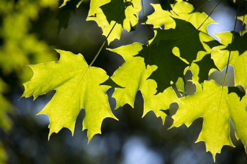 leaves maple nature