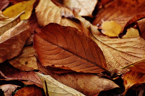 leaves autumn colorful