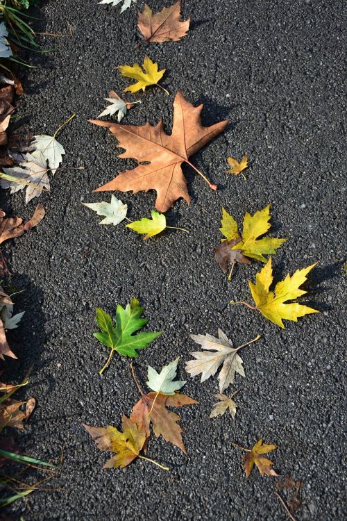 leaves autumn road