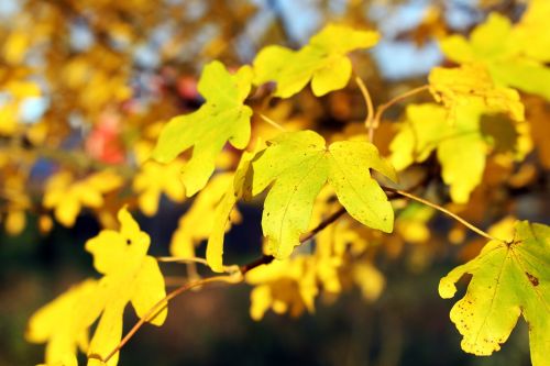 leaves yellow autumn