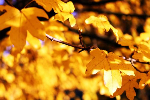 leaves yellow autumn