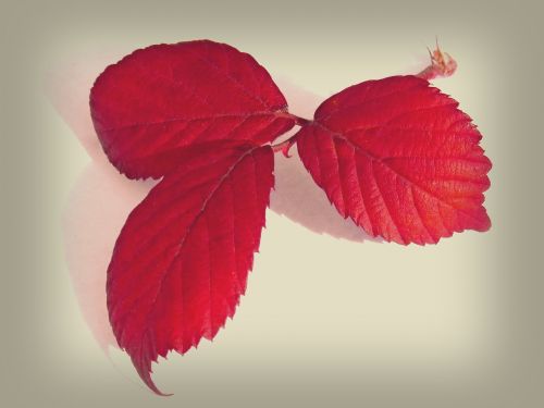 leaves red leaves blackberry