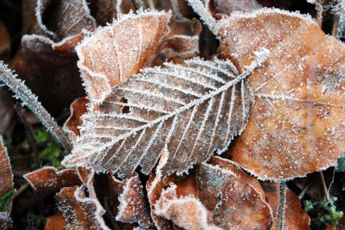 leaves winter frost