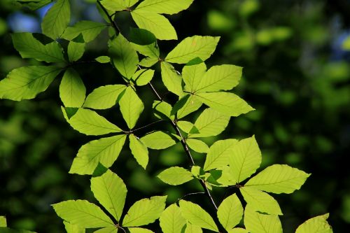 leaves reverse light tree