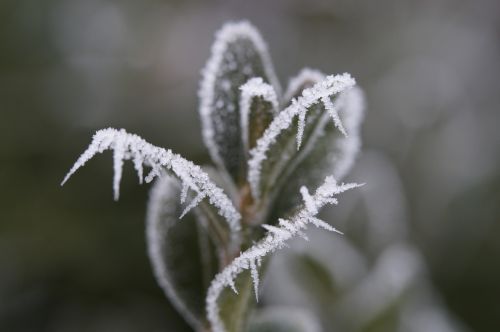 leaves frozen eiskristalle