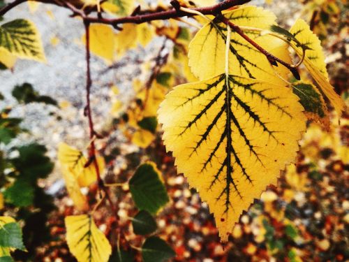 leaves fall colors yellowed sheet