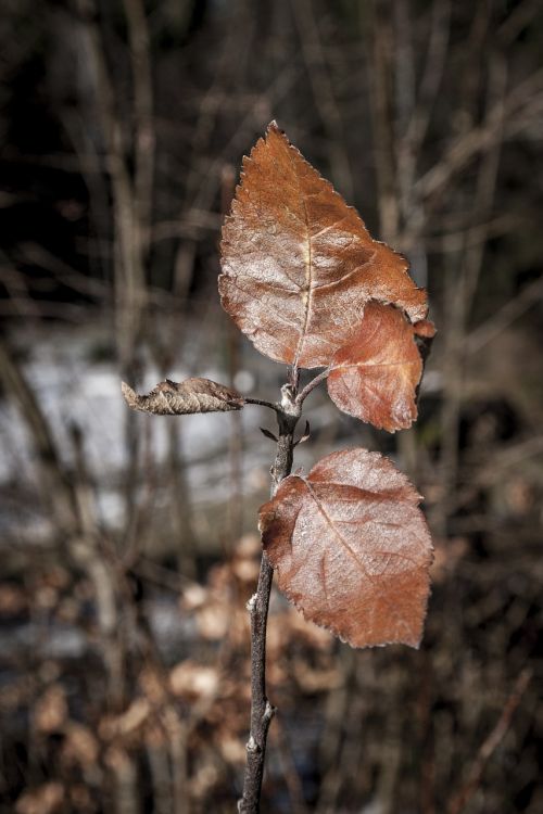 leaves winter leaf