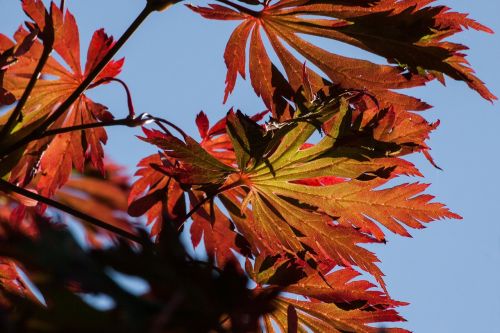 leaves colorful color