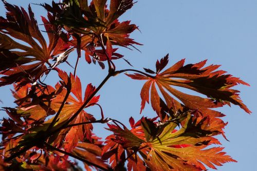 leaves colorful color