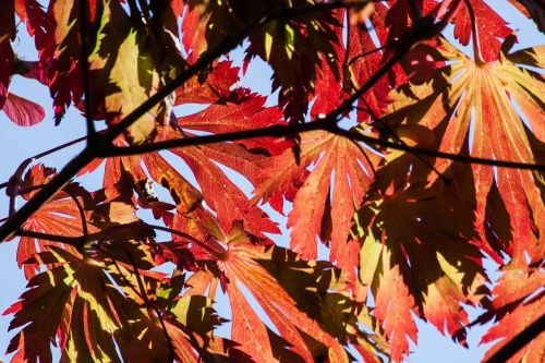 leaves colorful color