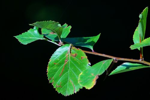 leaves black background branch
