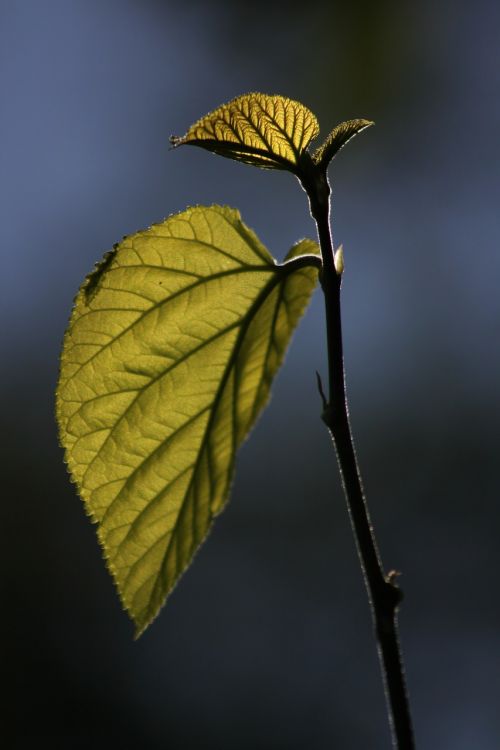 leaves reverse light branch