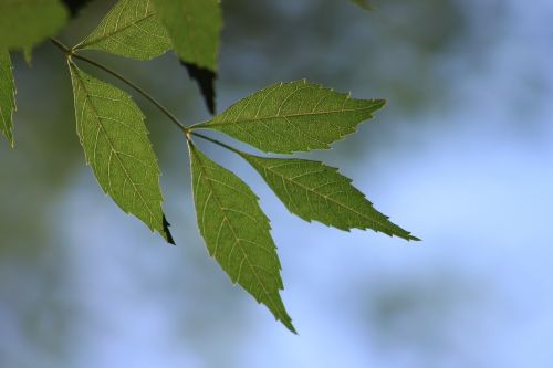 leaves branch green