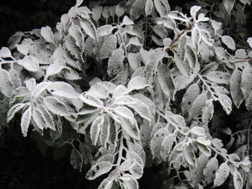 leaves frosted frost