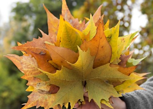 leaves autumn golden autumn