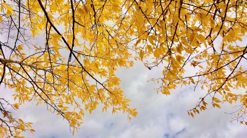 leaves sky golden