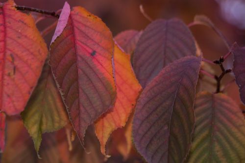 leaves colorful color