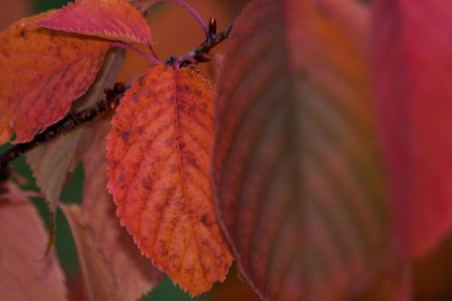 leaves colorful color