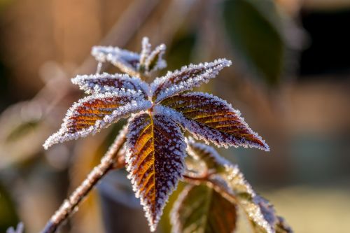 leaves hoarfrost frost