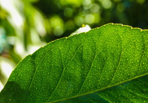 leaves tree leaf