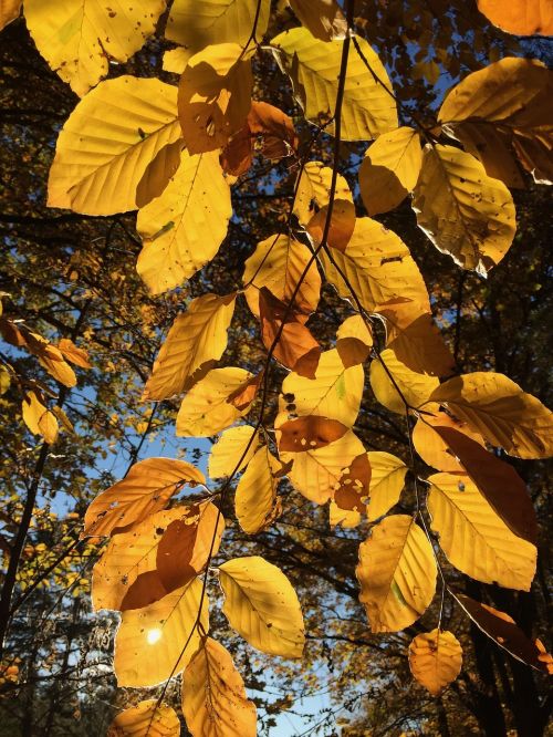 leaves autumn tree