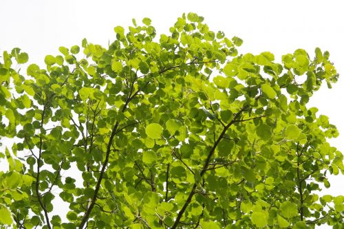 leaves foliage tree