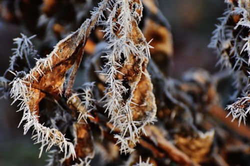 leaves hoarfrost winter