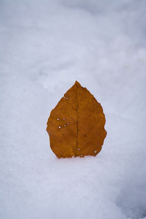 leaves leaf autumn leaf