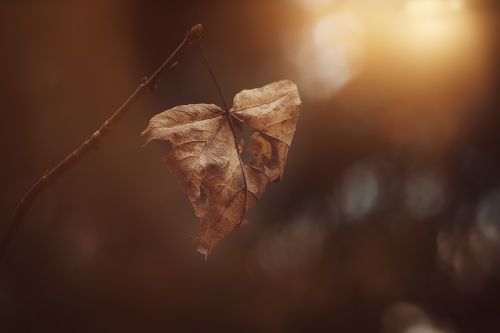 leaves leaf brown