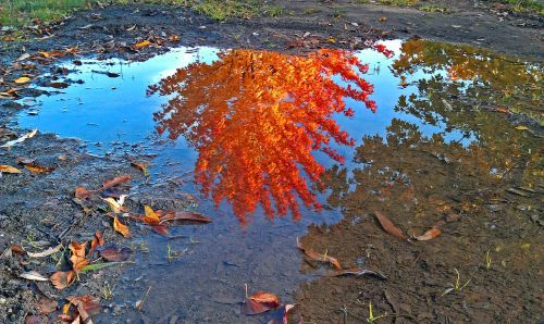 leaves autumn mirroring