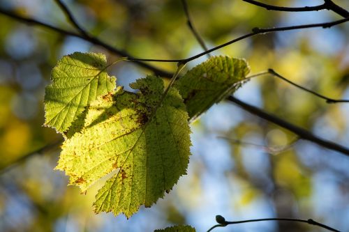 leaves green yellow