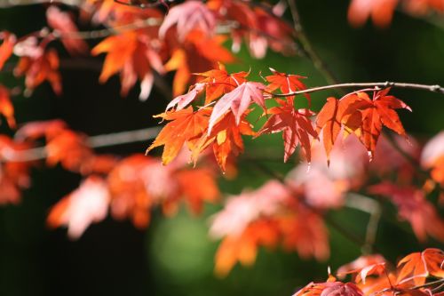 leaves tree leaf