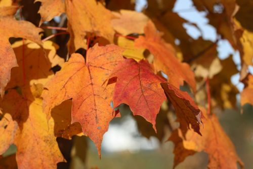 leaves fall tree