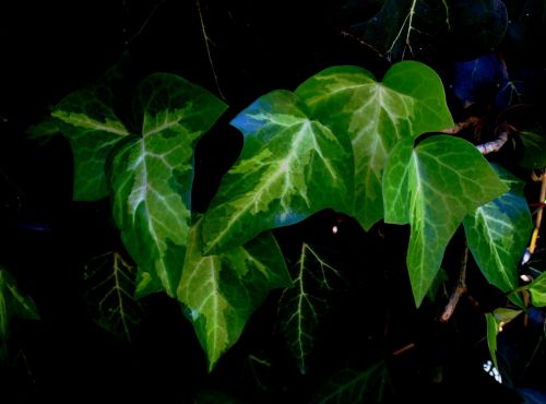 leaves ivy green