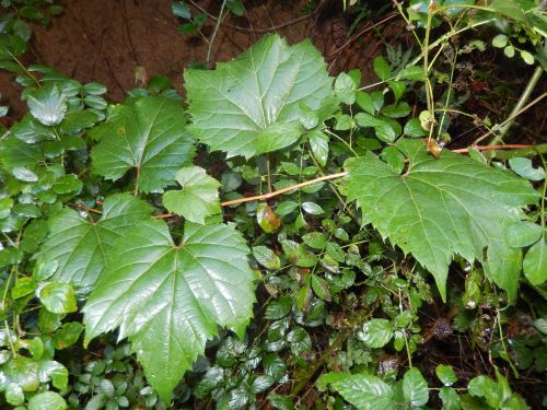 leaves nature green