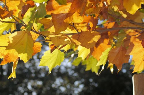 leaves golden autumn leaves in the autumn