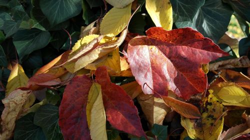 leaves colorful autumn