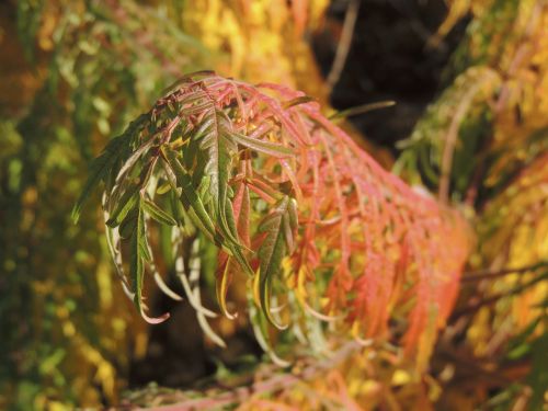 leaves red autumn