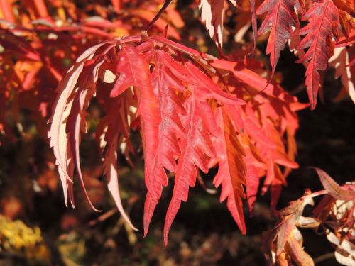 leaves red autumn