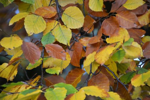 leaves leaves in the autumn fall foliage