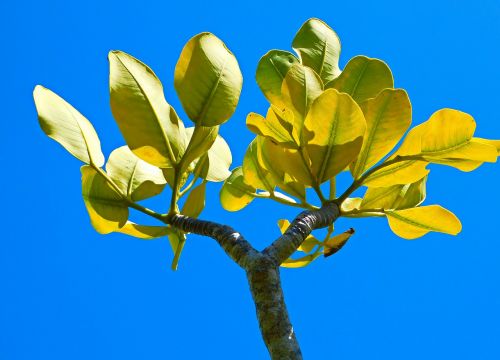 leaves tree nature