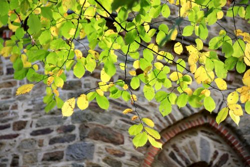 leaves tree branch