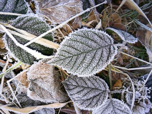 leaves frozen ice