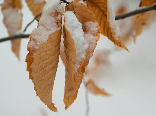 leaves snow winter