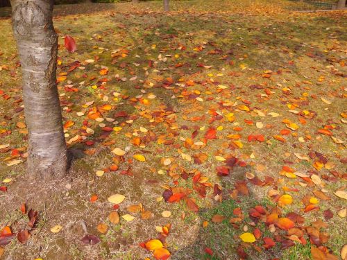 leaves autumn leaves autumn