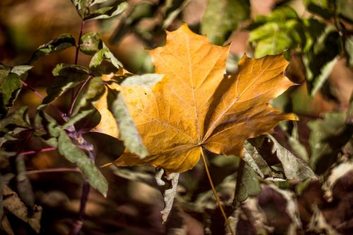 leaves maple autumn