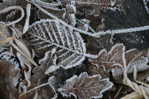 leaves hoarfrost frost