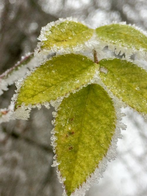 leaves ice winter