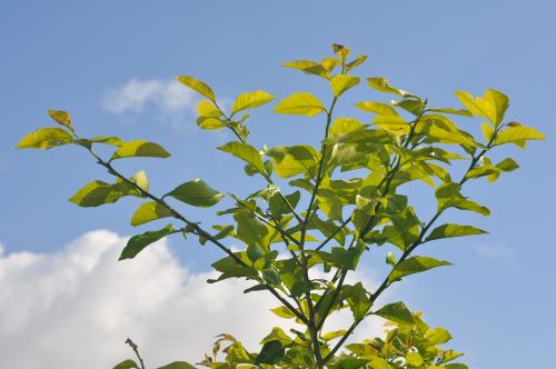 leaves sky branch