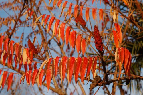 leaves foliage nature